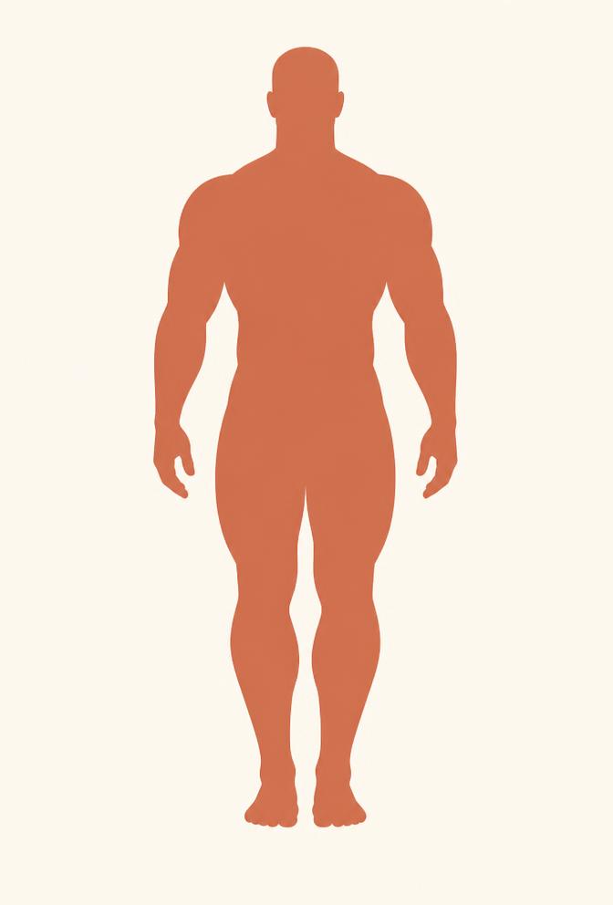 Muscular body build reference